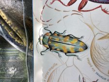 Coleoptere