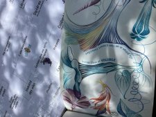 Ipomee bleue et volubile