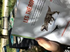 Carcharodontosaure