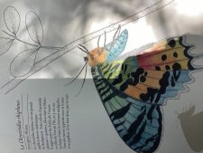 Le chrysiridia rhipheus