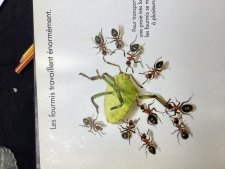 Fourmis