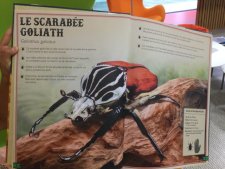 Le scarabée goliath 
