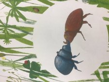 Coleoptere