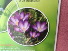 Colchique
