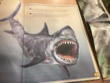 Mégalodon