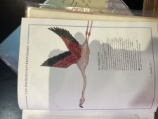 Un flamant rose