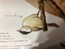 Oiseau