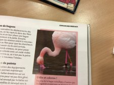 Flamant rose 