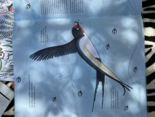 Hirondelle rustique