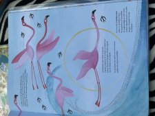 Flamant rose