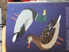 Canard colvert