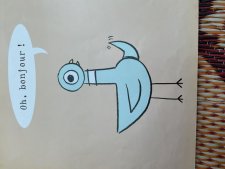 Pigeon