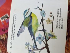 Mésange masquee