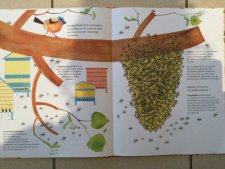 Abeilles