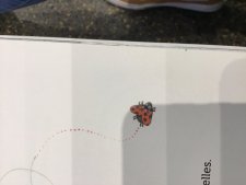 Coccinelle
