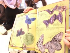 Les papillons 