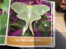 Le papillon lune