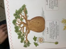 Baobab