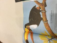 Toucan rococo