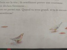 Oiseau (rouge gorge)