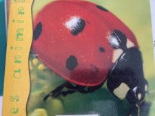 Coccinelle