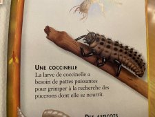 Larve de coccinelle