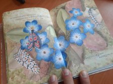 Myosotis