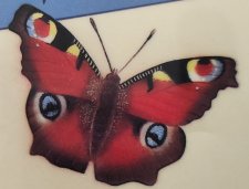 Papillon