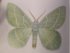 Phalène printanière