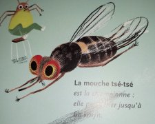Mouche tsé-tsé
