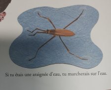 Araignée d
