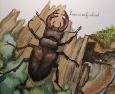 Lucane cerf-volant