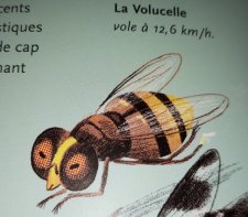 Nouvel article N° 365