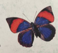 Papillon