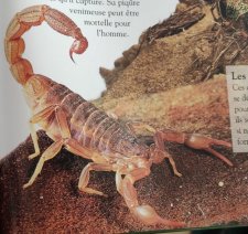 Scorpion jaune du Languedoc
