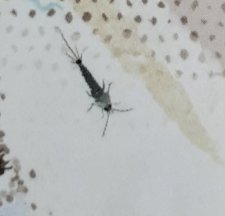Thysanoure
