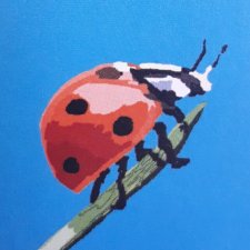 Coccinelle