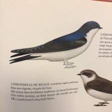 hirondelle de fenetre