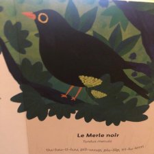 Merle noir