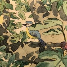 mésange bleue