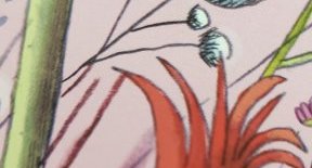 Tulipe