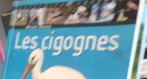 Cigognes