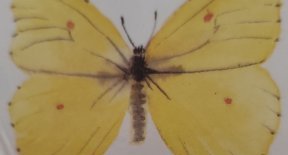 Papillon