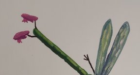 Libellule