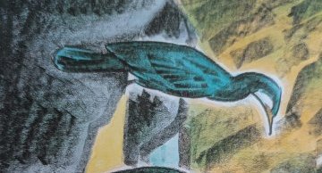 Cormoran de Temminck