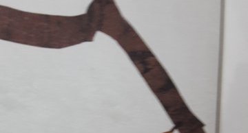Phoebis sennae