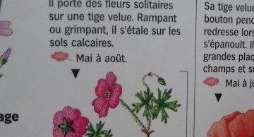 Géranium sanguin
