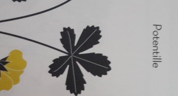Potentille