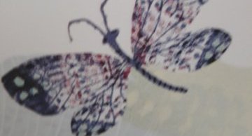 Papillon.