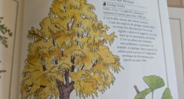 Ginkgo